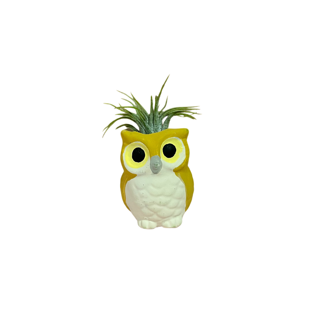 Mini Owl Air Plant Holder - Large