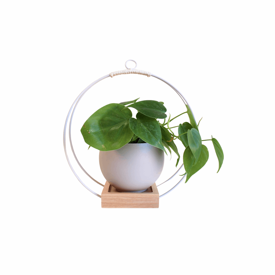 Light + Airy Flat Bottom Plant Shelf