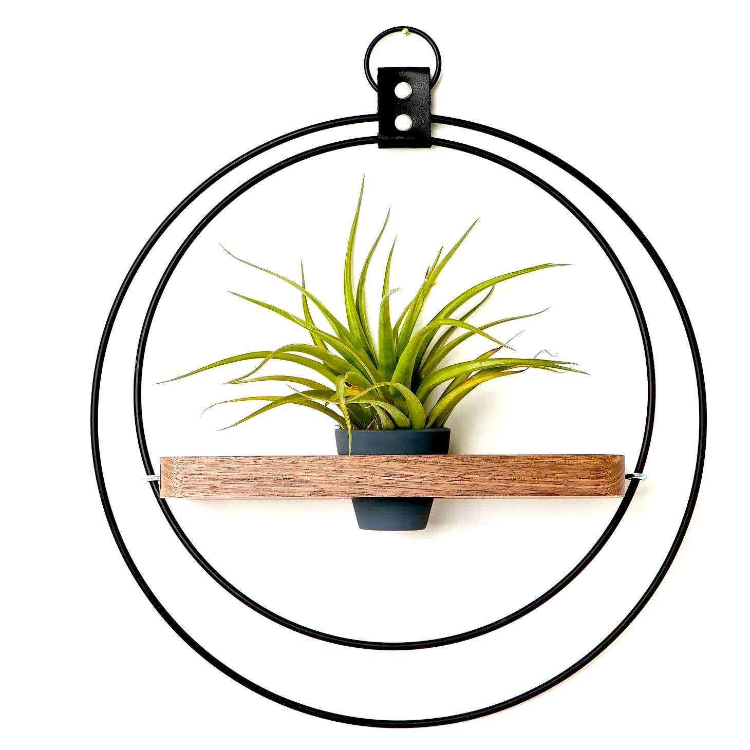 Black and Wood Air Plant Holders