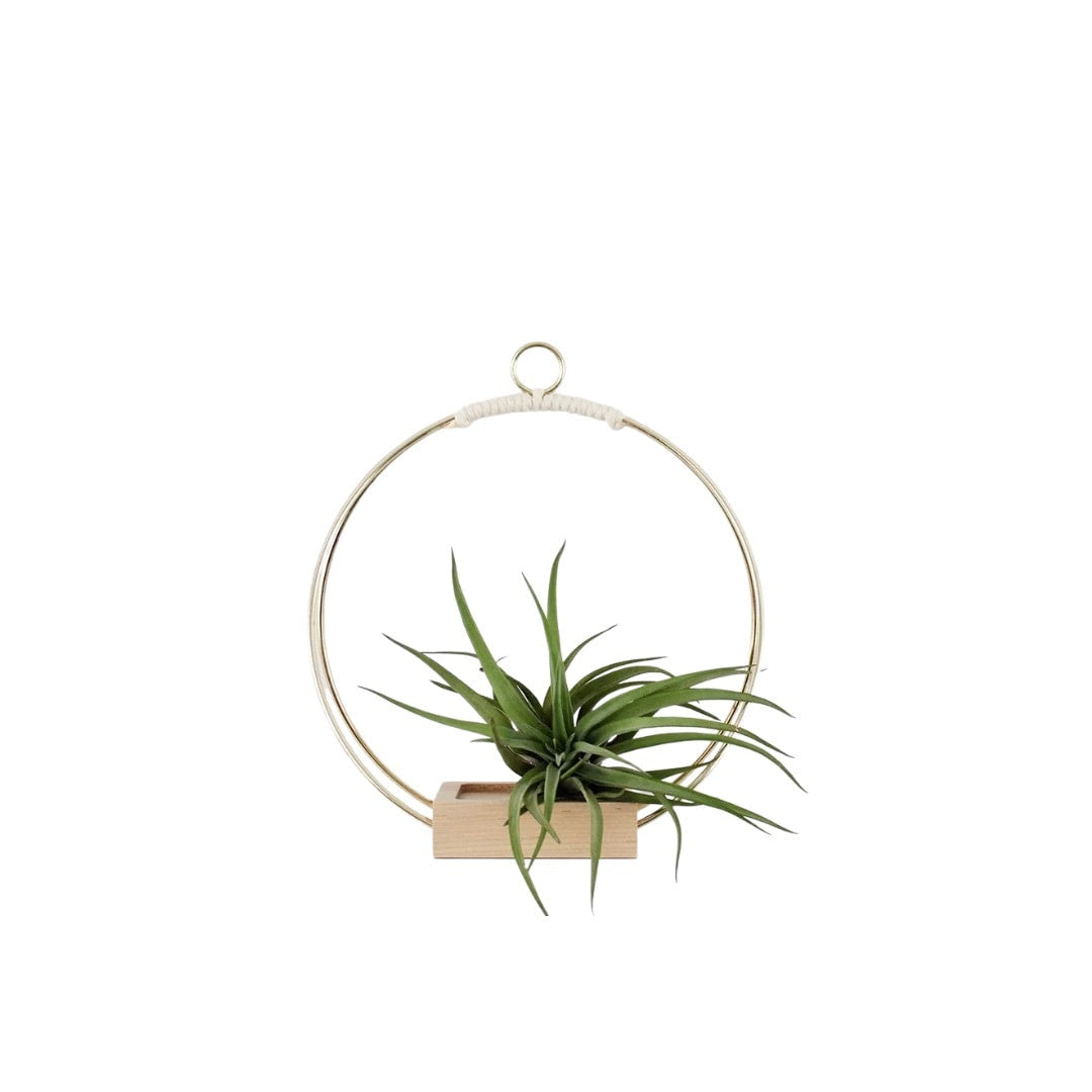 White and Wood Plant Hanger